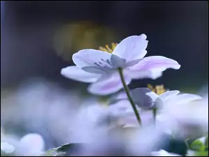 Białe kwiaty zawilce w rozmyciu