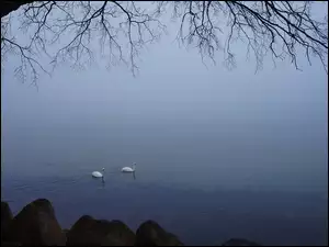 Jezioro, Gałązki, Łabędzie, Drzewo