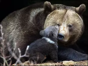 Niedźwiedzica, Brunatny, Mały, Niedźwiadek