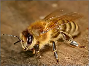 Owad, Pszczoła