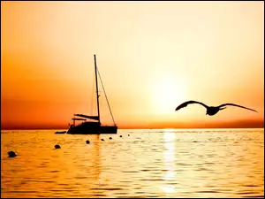 Morze, Ptak, Jacht, Zachód Słońca