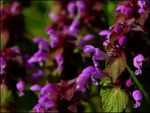 Fioletowe kwiaty jasnoty purpurowej