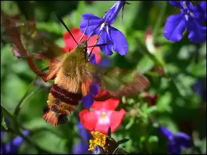 Motyl fruczak bujankowiec wpatrzony w kwiat lobelii