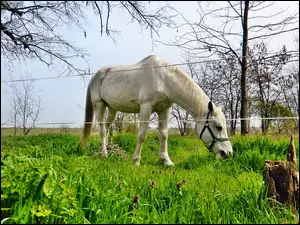 Biały, Ogrodzenie, Koń, Łąka