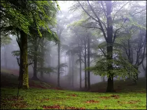 Mgła, Park, Drzewa