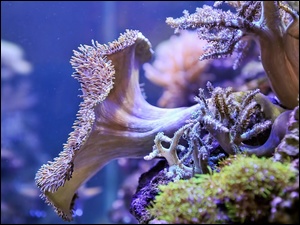 Rafa koralowa, Głębiny morskie, Koralowiec