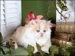 Kot perski leży obok książek i winogron