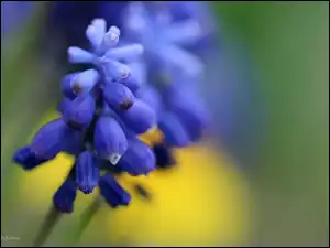 Szafirek, Wiosna, Niebieski, Kwiat