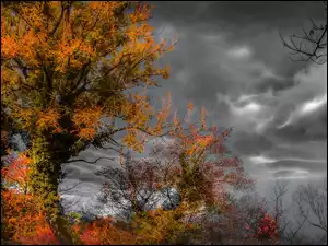 Burzowe chmury nad jesiennymi drzewami