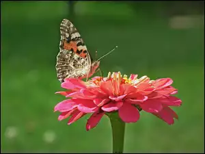 Cynia, Motyl, Osetnik, Rusałka, Kwiat