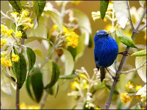 Niebieski ptak Tanager na gałązce