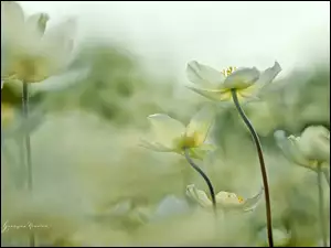 Kwiaty, Białe, Zawilce