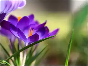 Fioletowy, Wiosna, Krokus, Kwiat
