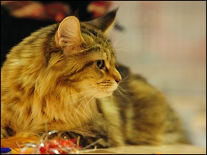 Rudy, Maine Coon