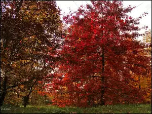 Jesień, Ogród, Czerwone, Drzewa, Liście