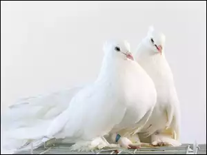 Dwa białe gołębie dumnie pozują