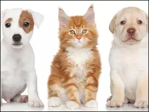 Labrador Retriever, Pies, Kot, Jack Russell Terrier, Maine Coon