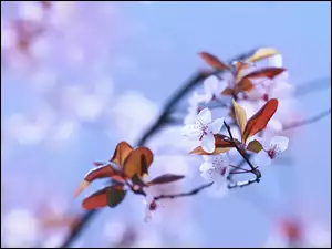 Gałązka drzewa owocowego z białymi kwiatami