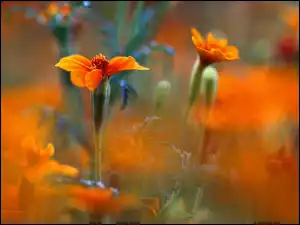 Kwiat, Aksamitka, Pomarańczowy