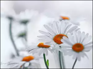 Kwiaty, Margerytki, Białe