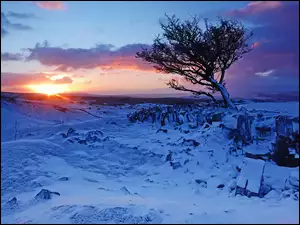 Samotne drzewo na zaśnieżonym polu o zachodzie słońca