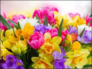 Tulipany, Różnokolorowe, Krokusy