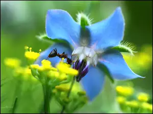 Mrówka, Kwiat, Owad, Niebieski