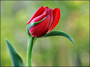 Makro, Czerwony, Tulipan