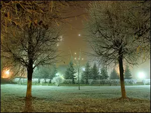 Park, Oświetlenie, Noc, Drzewa