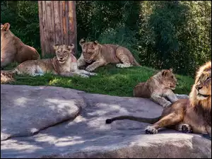 Lwia rodzinka odpoczywa wśród zieleni w słońcu