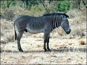zarośla, Zebra, trawa