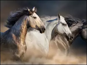 Galopujące konie w tumanie piasku