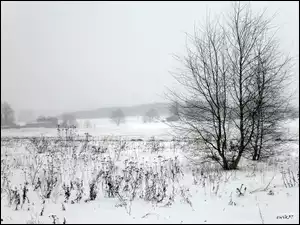 Pole, Śnieg, Trawy, Drzewa