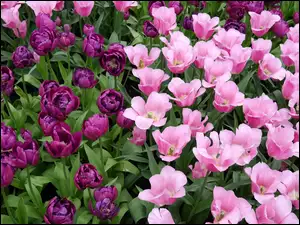 Tulipany, Fioletowe, Liliowe