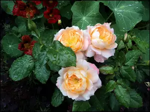 Krople deszczu na krzaku róż