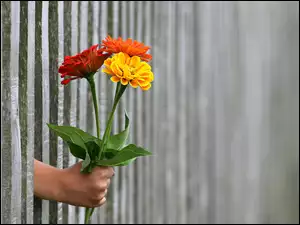 Ręka z bukietem kwiatów między płotem