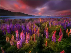 Kwitnący łubin z widokiem na górskie jezioro Tekapo w Nowej Zelandii