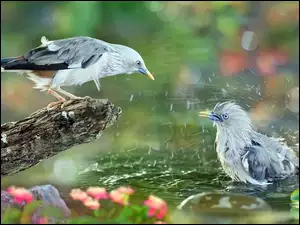 Ptaszek na gałęzi obok ptaszka w wodzie