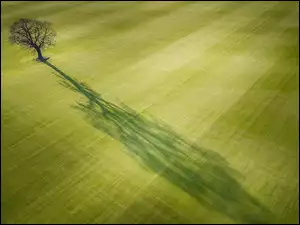 Samotne drzewo na polu z swoim długim cieniem