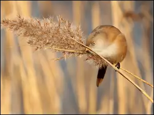 Ptak Wąsatka na źdźbłach trawy