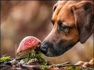 Pies obserwuje muchomora w lesie