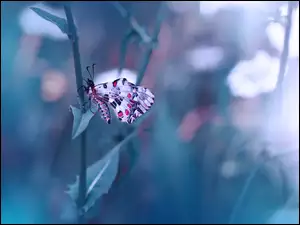 Motyl na łodyżce z rozmytym tłem