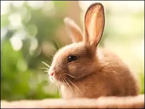 Mały króliczek na rozmytym tle