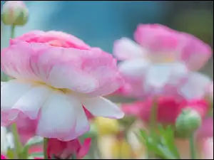 Biało-różowe kwiaty na rozmytym tle