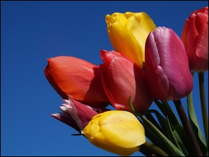 Bukiet kolorowych tulipanów na tle nieba