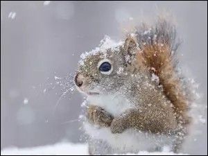 Wiewiórka przyprószona padającym śniegiem