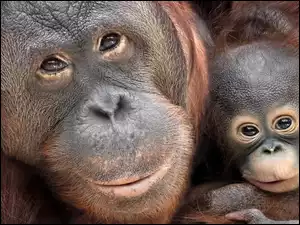 Małpa orangutan przytula małego orangutanka