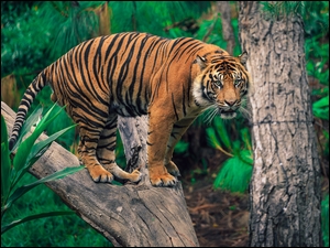 Tygrys na drzewie