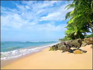 Palmy i kamienie na morskiej plaży