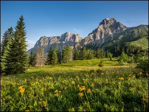 Kwiecista łąka u podnóża austriackich Alp